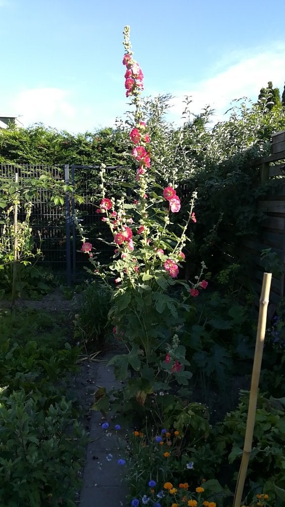 Bloemenzaadjes stokroos, Ophalen of Verzenden, Voorjaar, Volle zon, Zaad