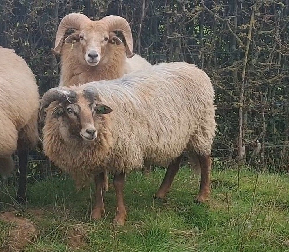 2 drentse heideschaap rammen, Dieren en Toebehoren, Mannelijk, Schaap, 0 tot 2 jaar