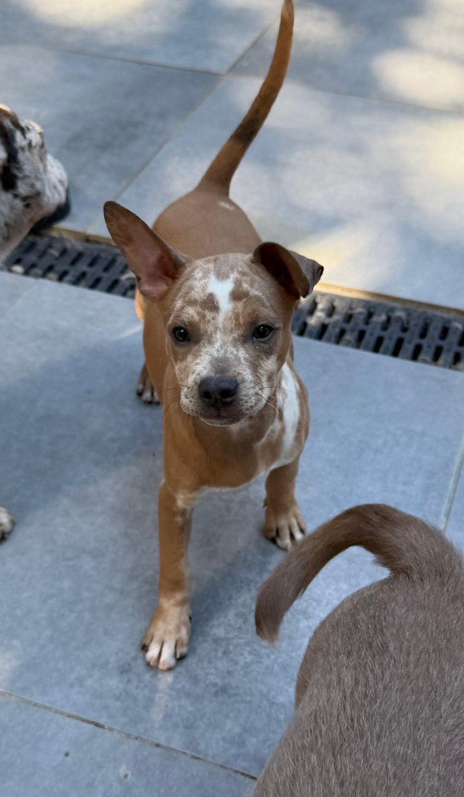 Franse bulldog kruising teefje 12 wk. Volledig geent, Parvo, 8 tot 15 weken, Teef, Eén hond