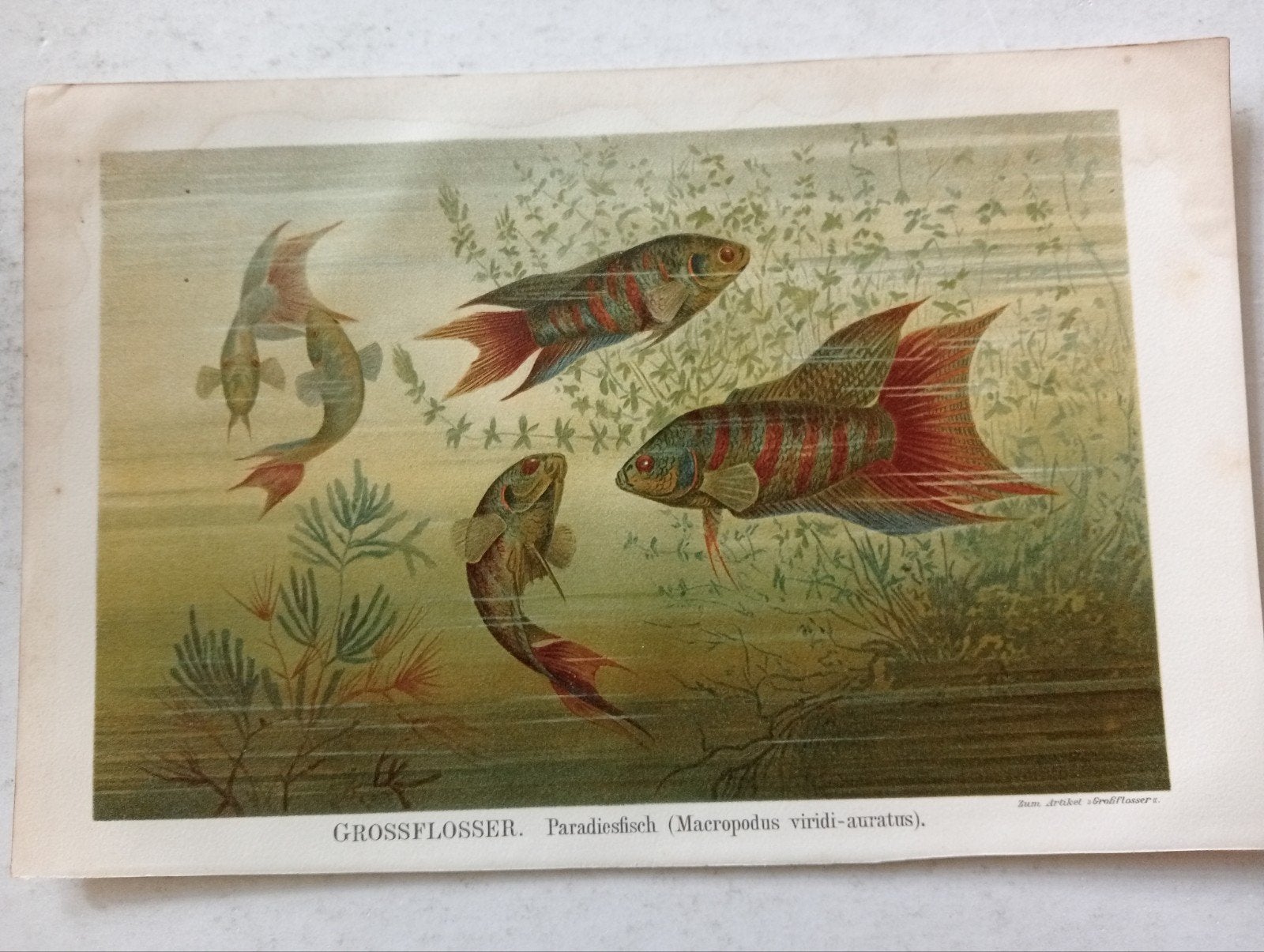Litho 1895 Paradijsvis, Ophalen of Verzenden