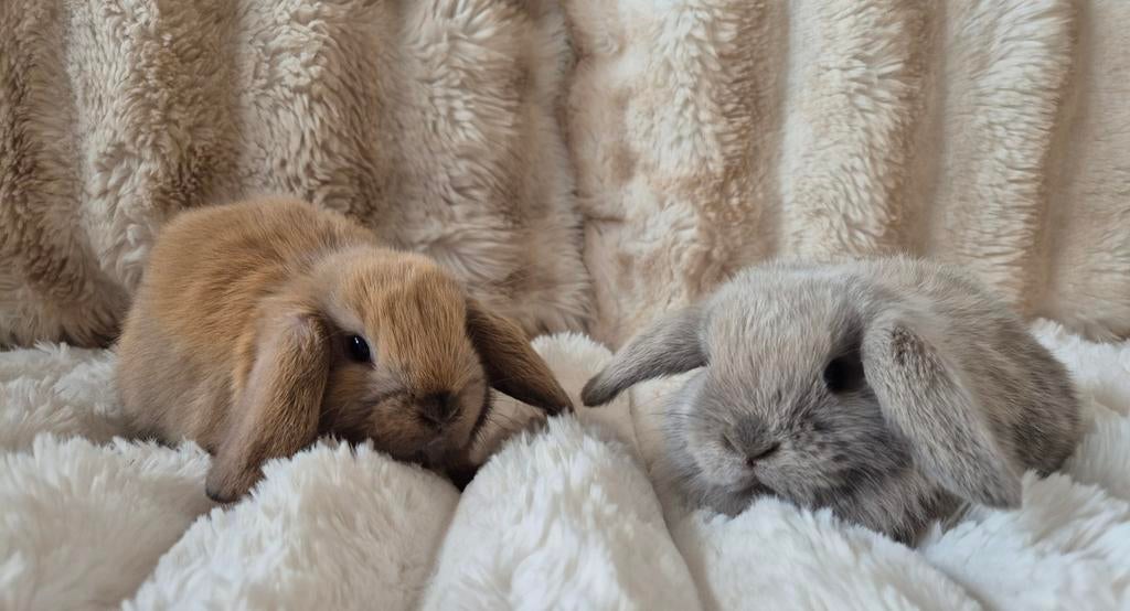 Jonge NHD x Minilop konijntjes. Koppeltje., Meerdere dieren, Dwerg, Hangoor, 0 tot 2 jaar