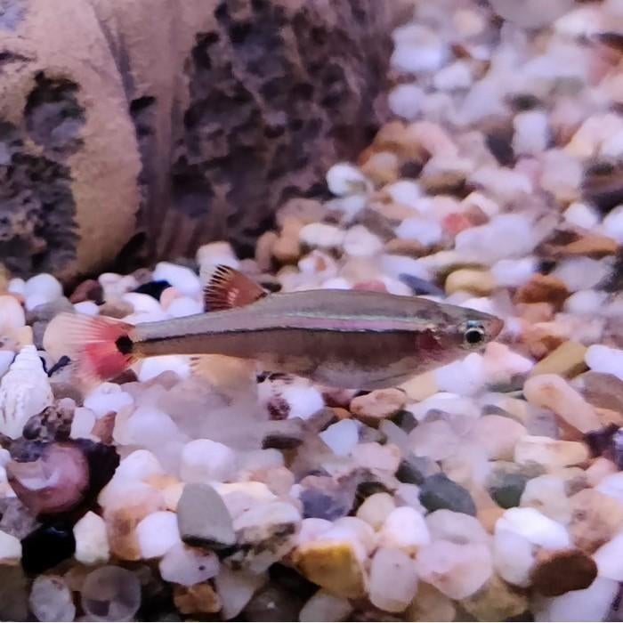 Tanichthys albonubes, Dieren en Toebehoren, Vissen | Aquariumvissen, Vis