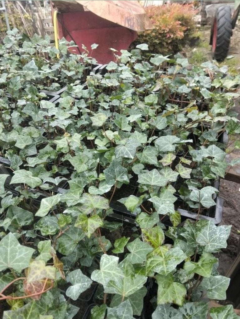Hedera hibernica (klimop), Ophalen, Vaste plant, Bloeit niet, Halfschaduw