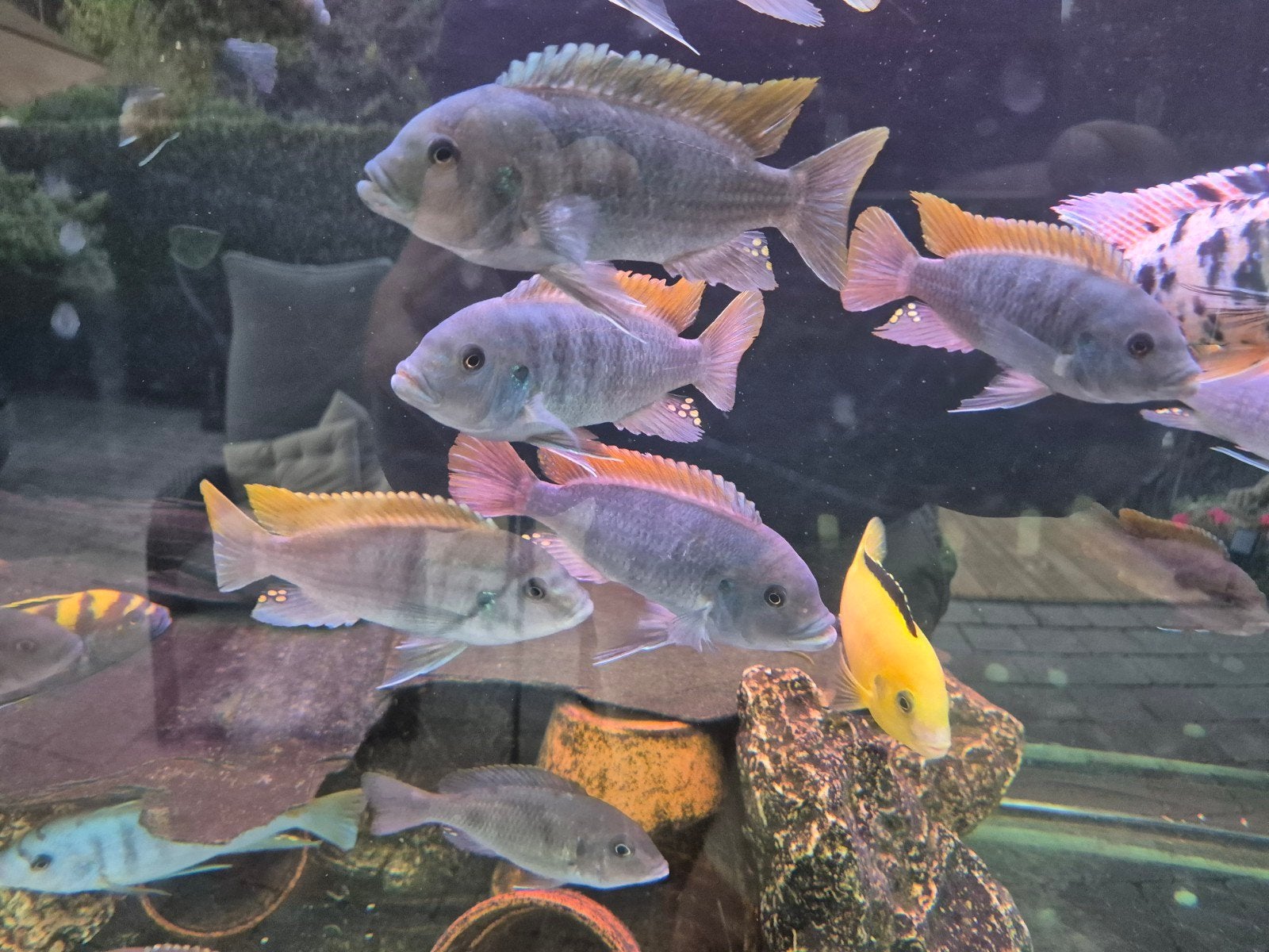 Malawi cichliden, Vis