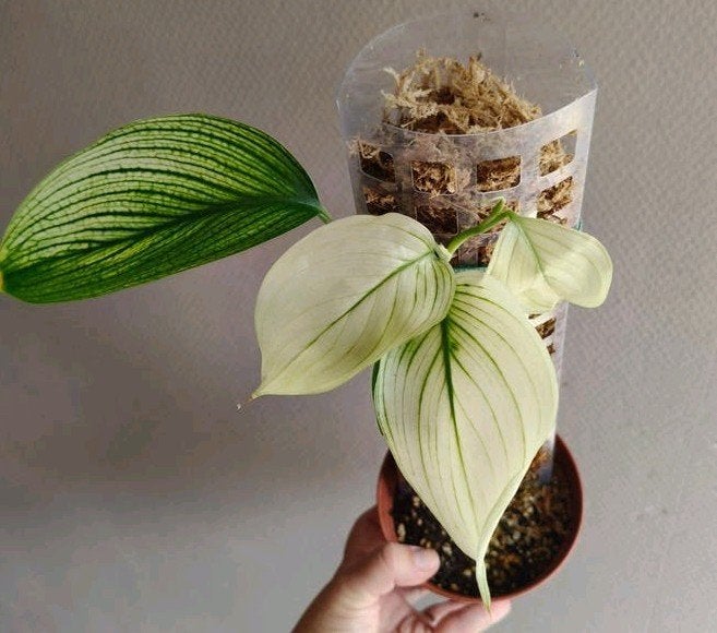 Scindapsus White Monster op mospaal – meerdere groeipunten, Ophalen of Verzenden, Halfschaduw, Minder dan 100 cm
