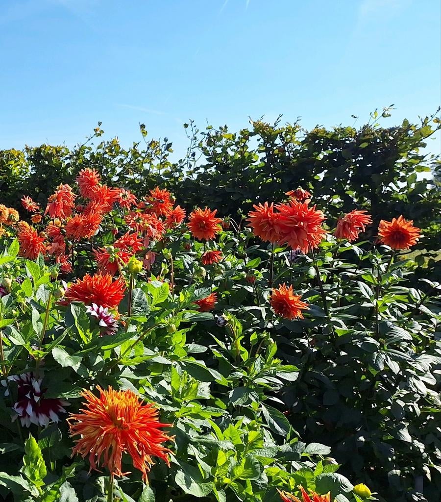 Color Spectacle, Tuin en Terras, Bloembollen en Zaden, Volle zon, Ophalen