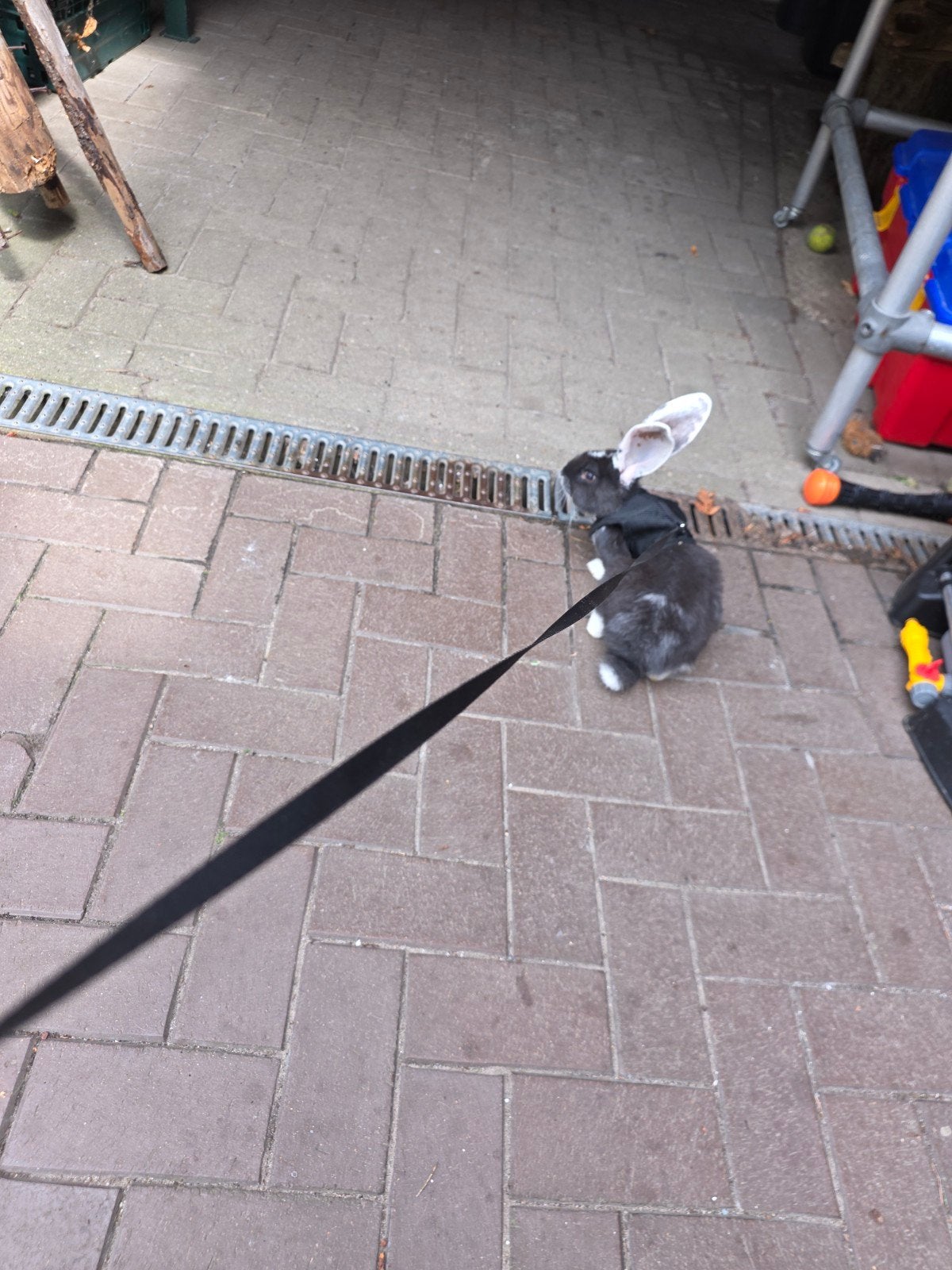 Flip vlaamse reus, Dieren en Toebehoren, Konijnen, Mannelijk, Groot