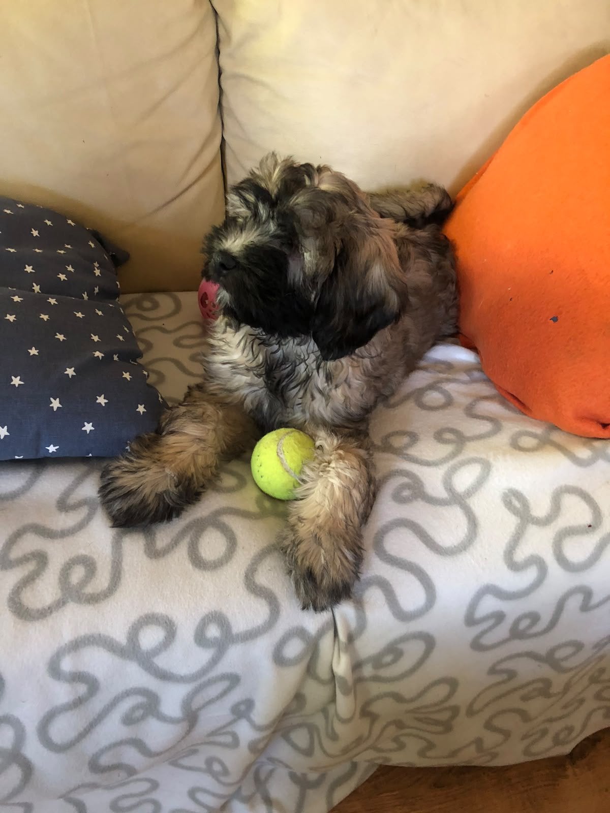 Super leuke boomer pups, Dieren en Toebehoren, Reu, 8 tot 15 weken, CDV (hondenziekte), Eén hond