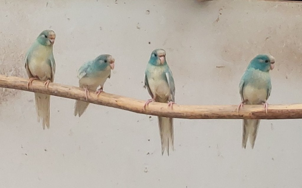 Kwkoppels rosellas en jonge koppels kakariki, Dieren en Toebehoren, Vogels | Parkieten en Papegaaien, Meerdere dieren, Parkiet