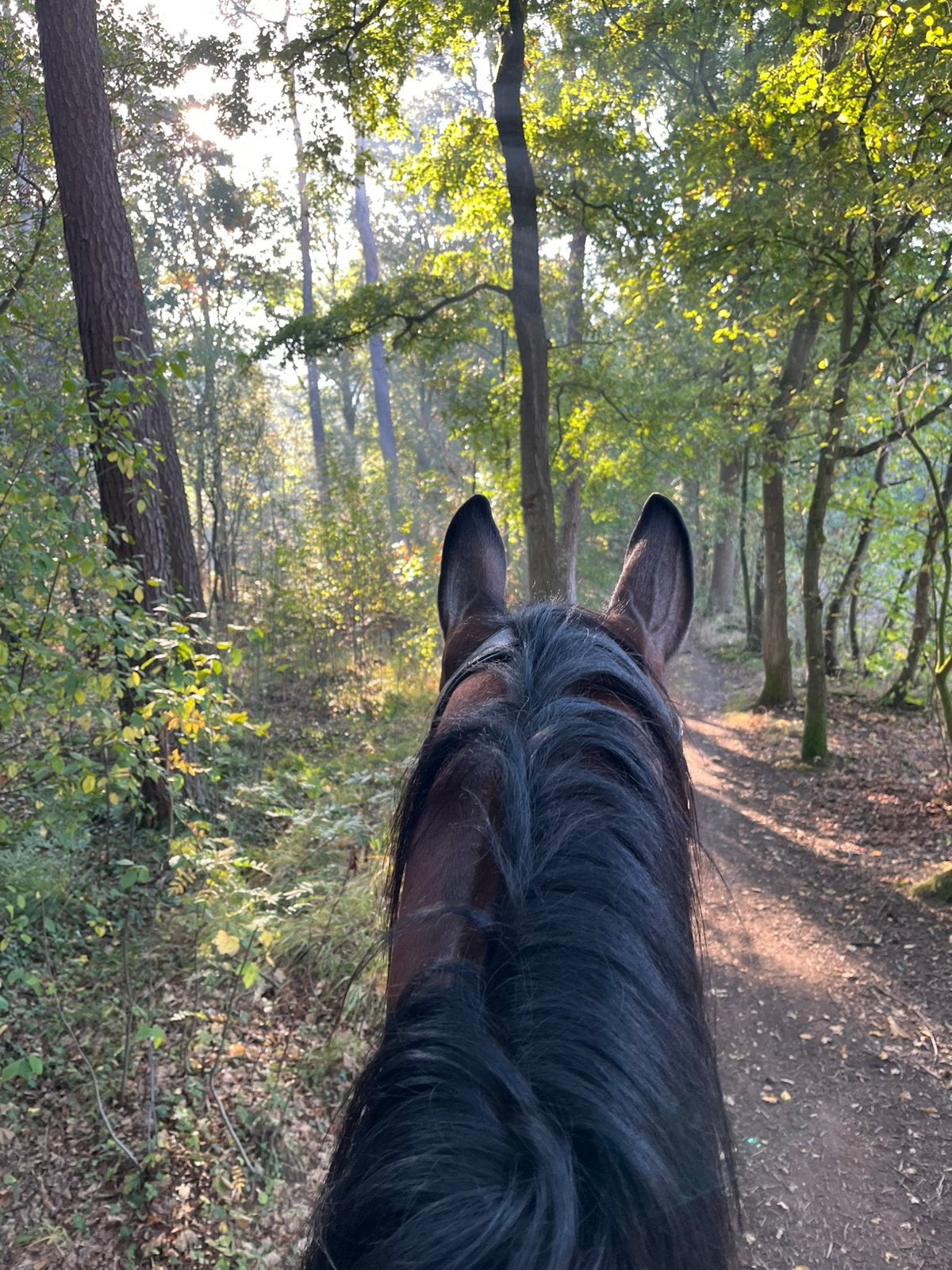 Pensionstal plek beschikbaar Silvolde:shetlander/kleine pony, Dieren en Toebehoren, Stalling, 1 paard of pony