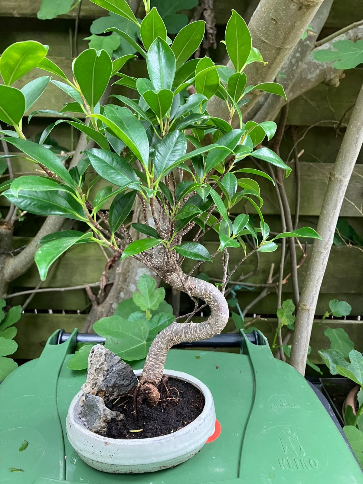 Ficus ginseng bonsai, Ophalen of Verzenden, Overige soorten