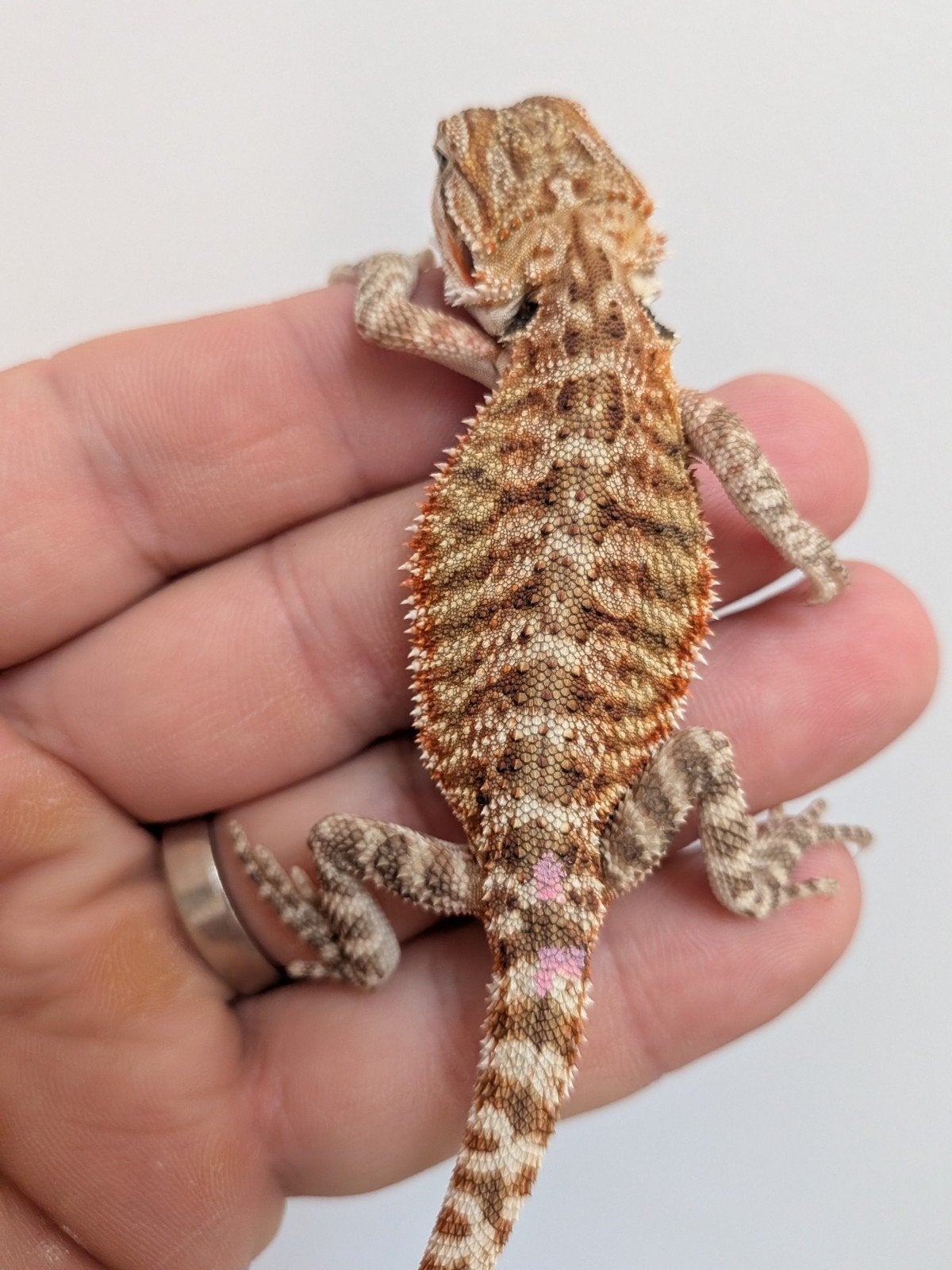 uromastyx, xenagama Taylori, pogona vitticeps Bearded Dragon photo 13