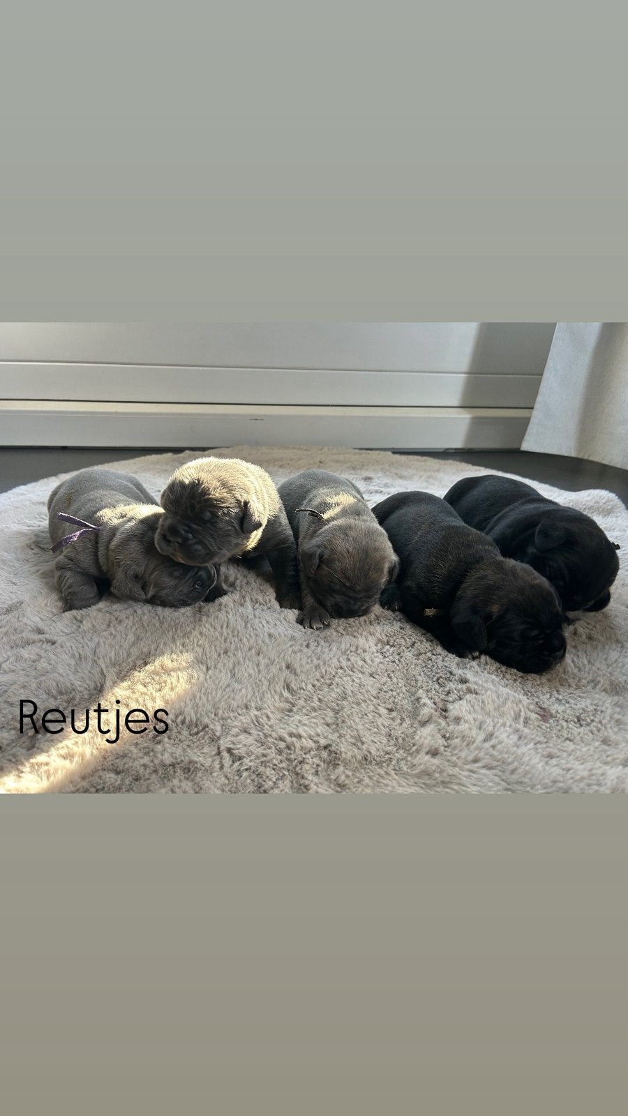 Cane corso pups, Overige rassen, 8 tot 15 weken, CDV (hondenziekte), Meerdere