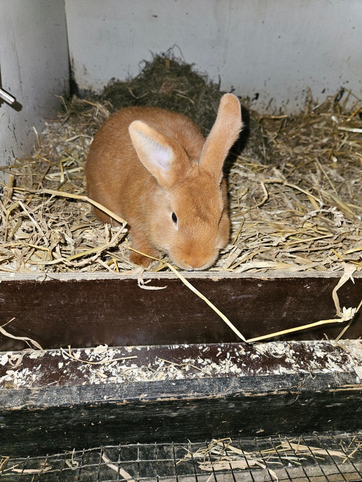 Thrianta rammetje., Dieren en Toebehoren, Konijnen, Mannelijk, Dwerg