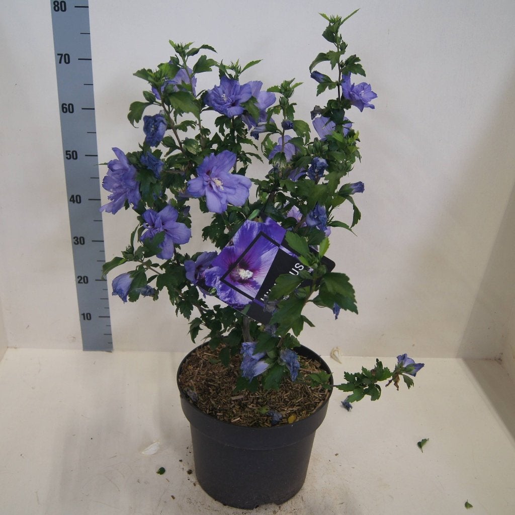 Hibiscus syriacus ‘Blue Chiffon’, Vaste plant, Halfschaduw, Zomer, Ophalen
