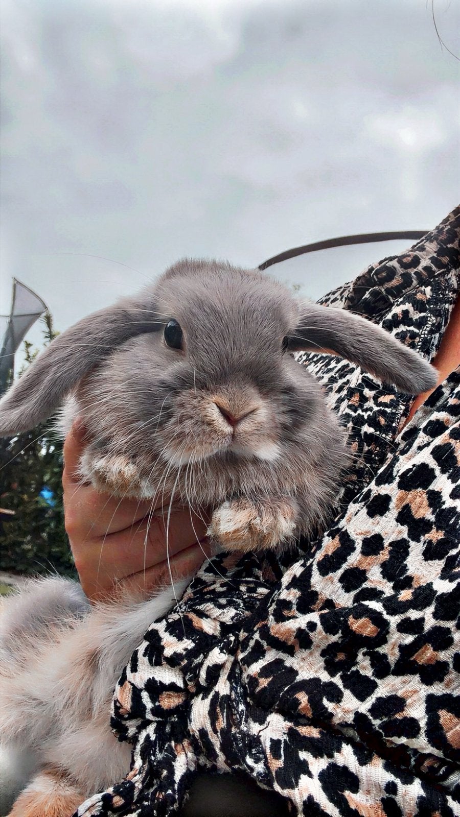 Mini lop voedster, Dieren en Toebehoren, Konijnen, Vrouwelijk, Dwerg