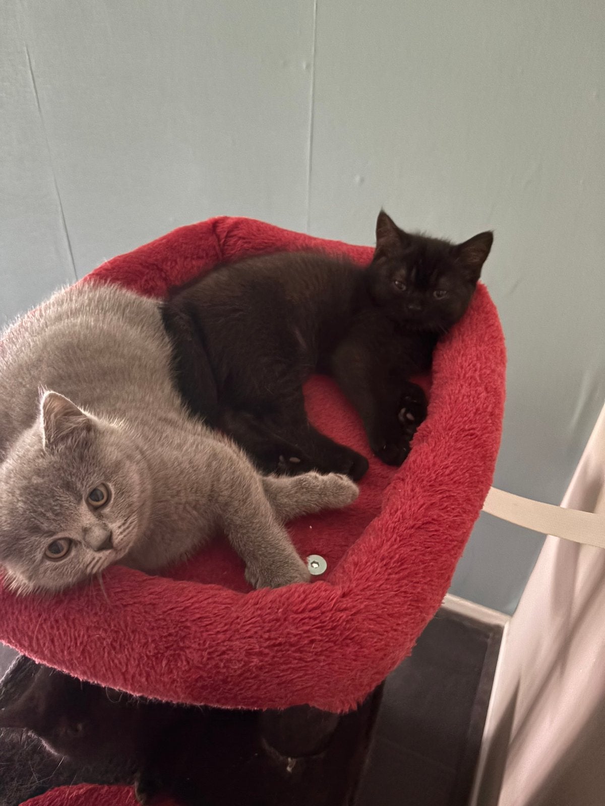 Britse korthaar kitten, Poes, Ontwormd, 0 tot 2 jaar