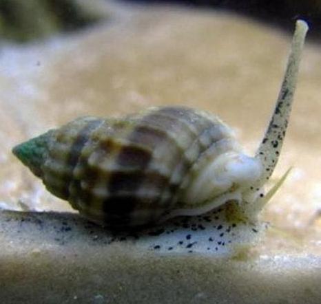 Nassarius vibex opruim slakjes, Dieren en Toebehoren, Vis