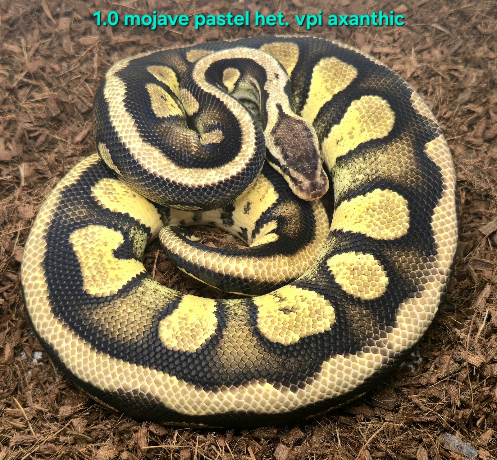 Volwassen koningspythons, lage prijzen Ball Python photo 2