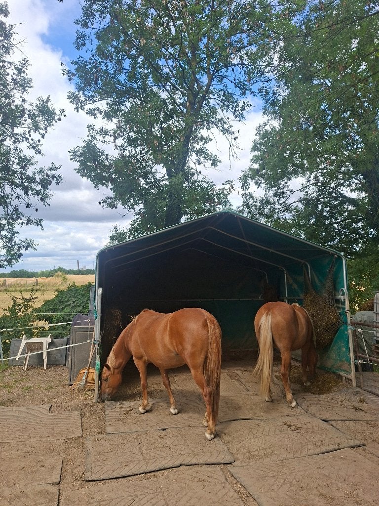 Schuiltent paard, 2 of 3 paarden of pony's
