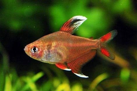 Roze tetra white fin, Dieren en Toebehoren, Vissen | Aquariumvissen, Vis