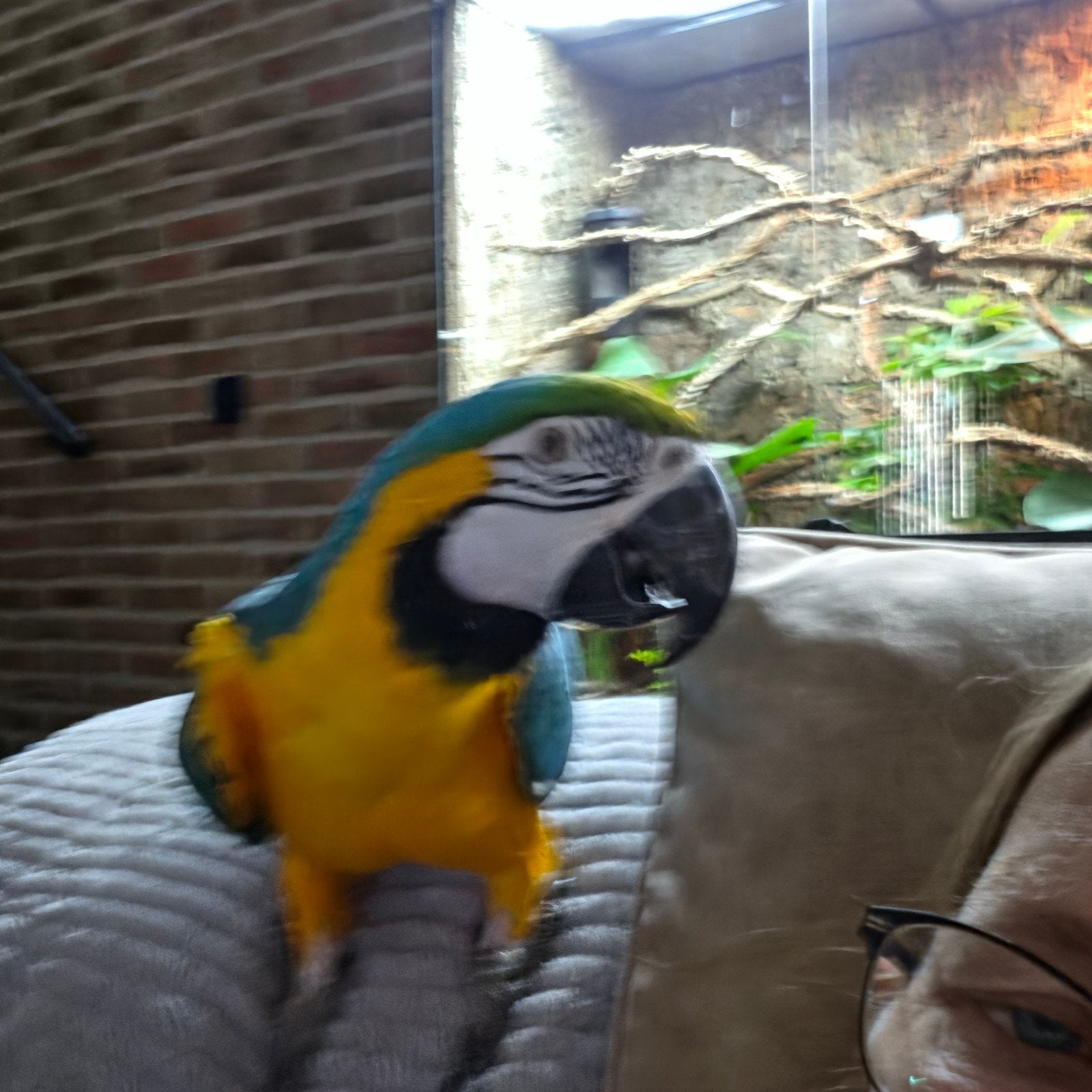 blauw gele ara dame 5 jaar met kooi, Dieren en Toebehoren, Vogels | Parkieten en Papegaaien, Vrouwelijk, Papegaai, Pratend