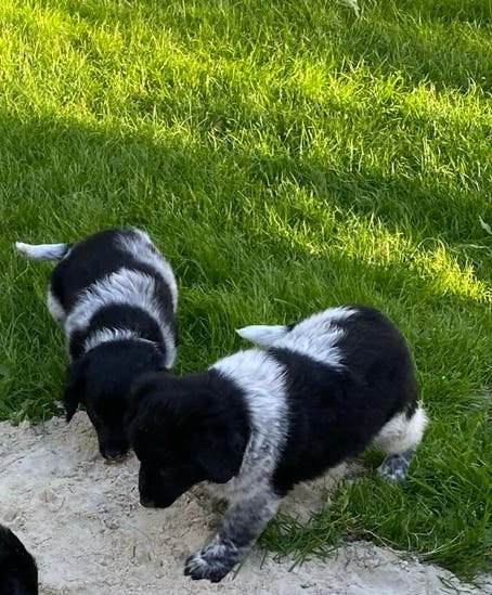 Friese Stabij Pups van de boerderij pup, Overige rassen, 8 tot 15 weken, Parvo, Meerdere
