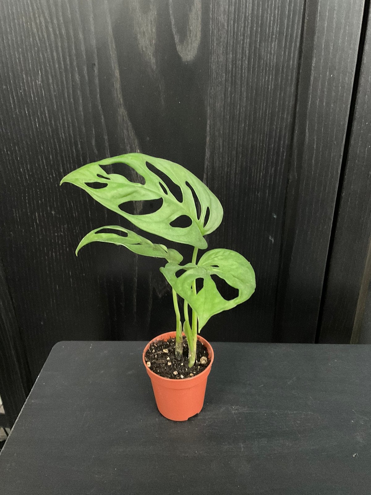Monstera adansonii stekje 1, Ophalen, Overige soorten, Halfschaduw, Minder dan 100 cm