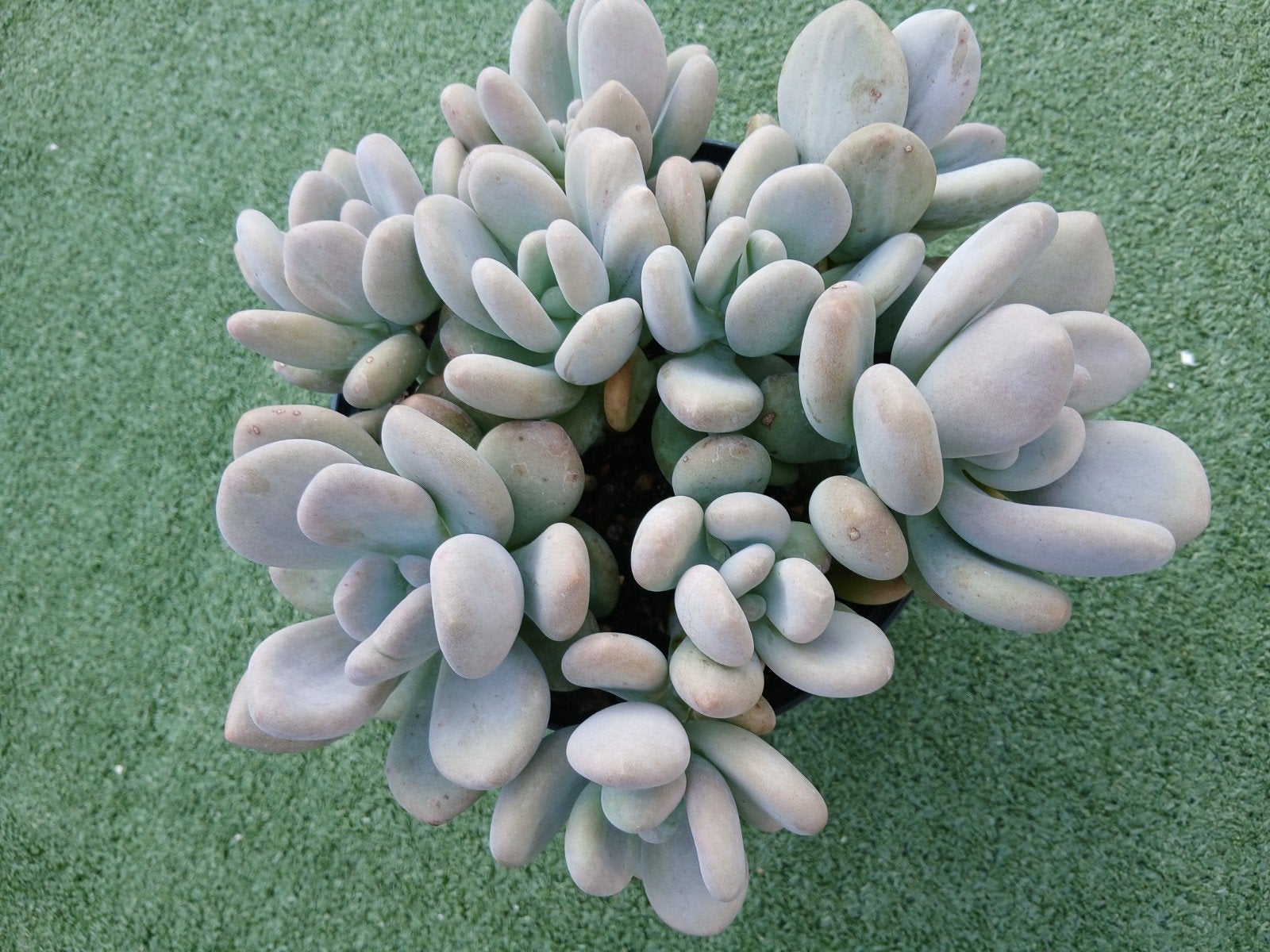 Pachyphytum oviferum(vetplant,succulent, Ophalen of Verzenden, Halfschaduw, Minder dan 100 cm