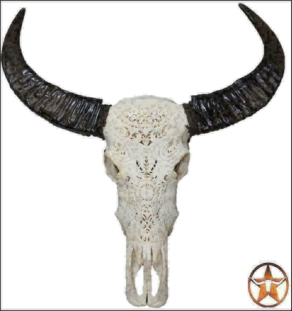 schedel, longhorn, insecten,vachten, decoratie, Verzamelen, Dierenverzamelingen, Ophalen of Verzenden, Nieuw, Boerderijdier, Schedel