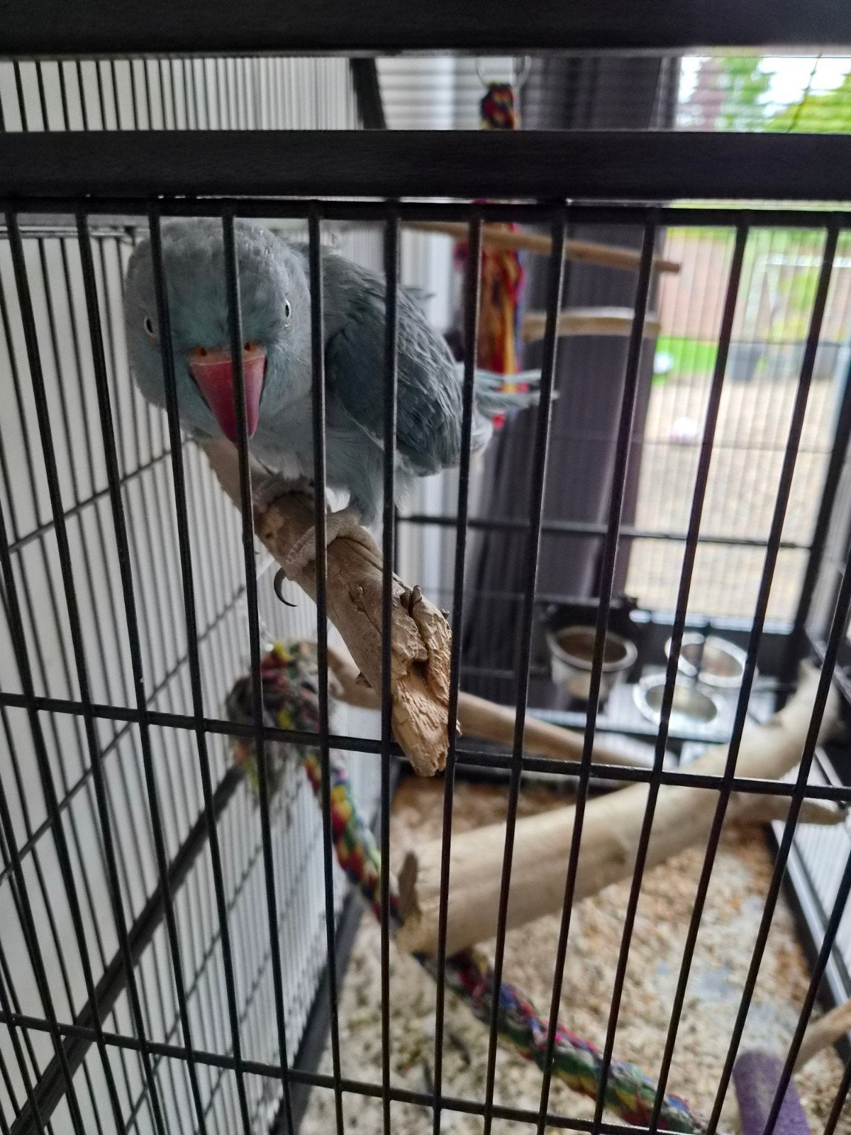 halsband parkiet, Vrouwelijk, Parkiet, Pratend