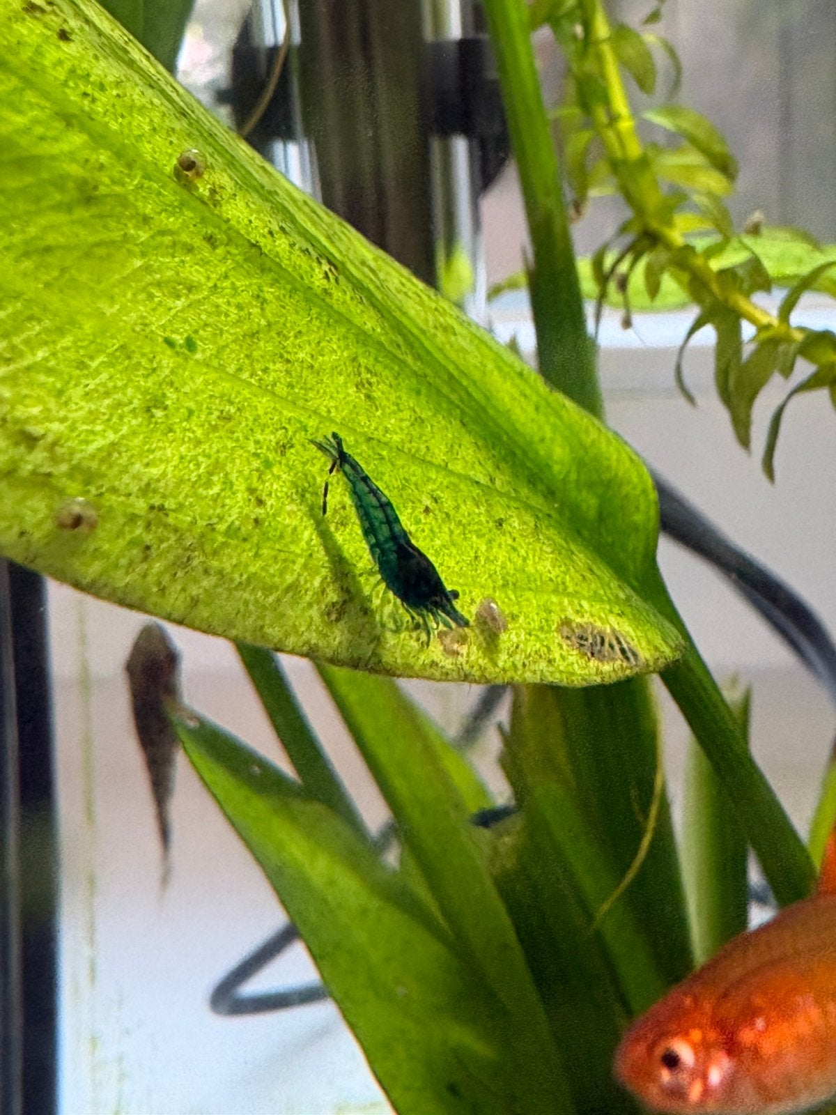 Blue Velvet garnalen te koop €0,50 p/s, Kreeft, Krab of Garnaal, Zoetwatervis