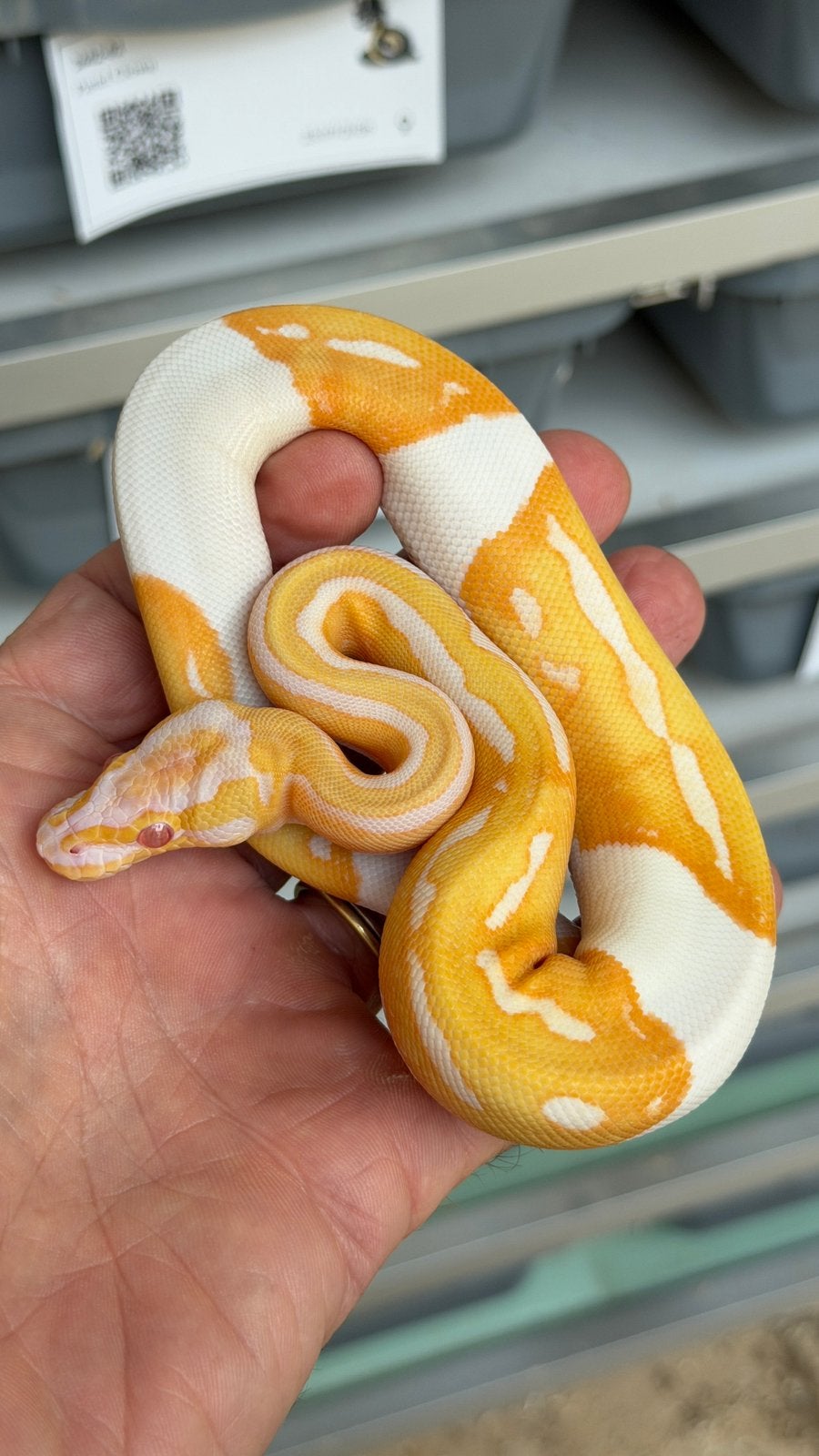 Super mooie albino pieds ball python Ball Python photo 2