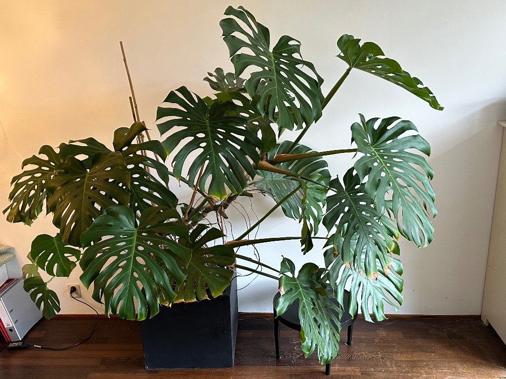 Grote gezonde Monstera Deliciosa (Gatenplant) met pot, Huis en Inrichting, Ophalen, 200 cm of meer, Overige soorten, Halfschaduw