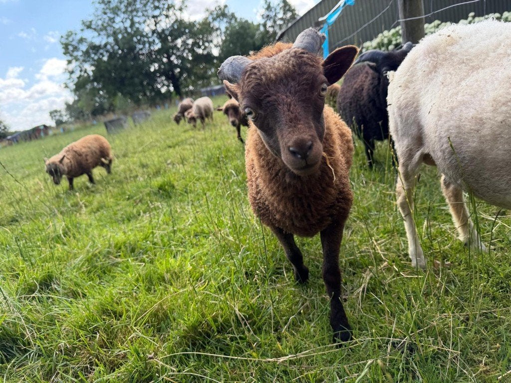Ouessant rammetje Stamboek (bruin), Mannelijk, Schaap, 0 tot 2 jaar