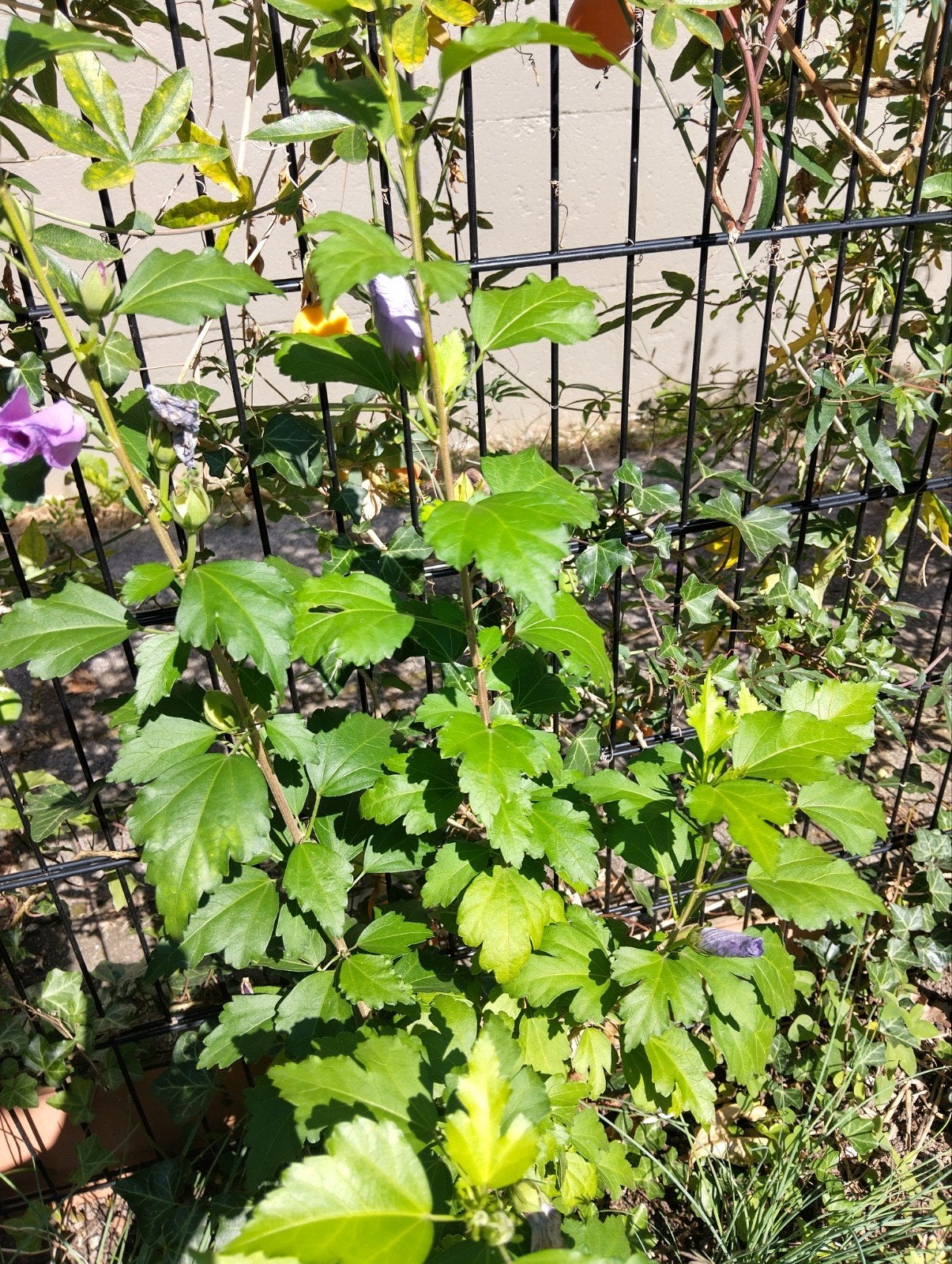Hibiscus struik - Paars/Lila bloemen, Volle zon, Vaste plant, Zomer, Ophalen