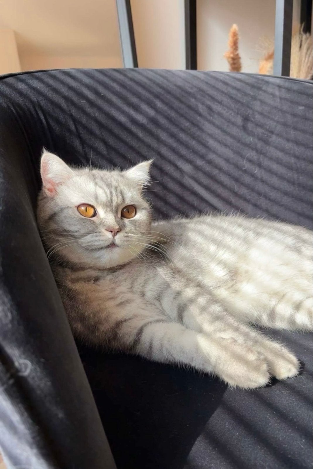 Britse korthaar Silver Tabby, Dieren en Toebehoren, Poes, Kortharig, 0 tot 2 jaar