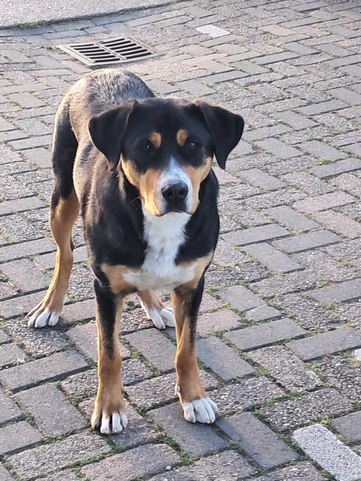Lieve enthousiaste Zwitserse Sennen, 1 tot 2 jaar, Teef, Eén hond, Nederland