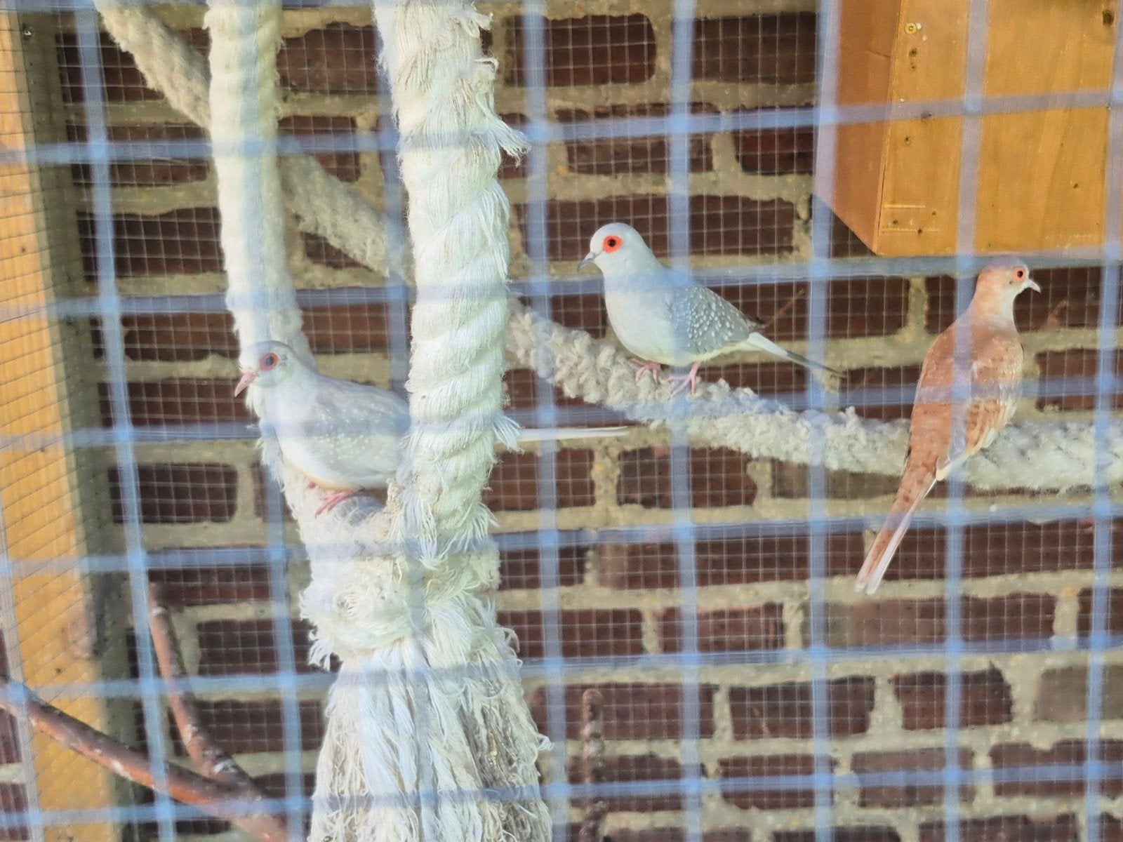 Diamantduiven diamant duifjes 3de koppel gratis, Meerdere dieren