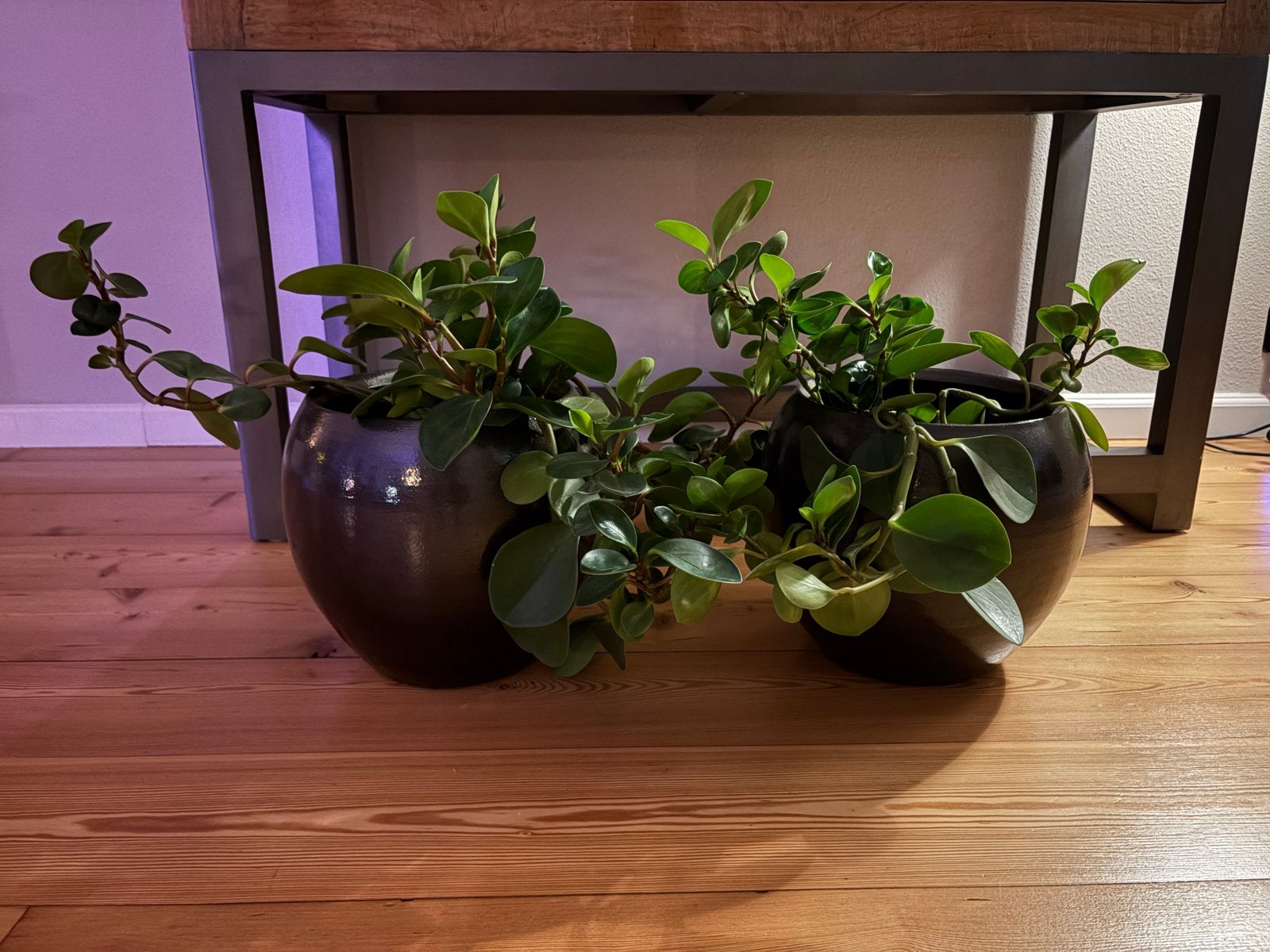 2 Bloempotten met planten, Ophalen, Rond, Binnen, Zo goed als nieuw