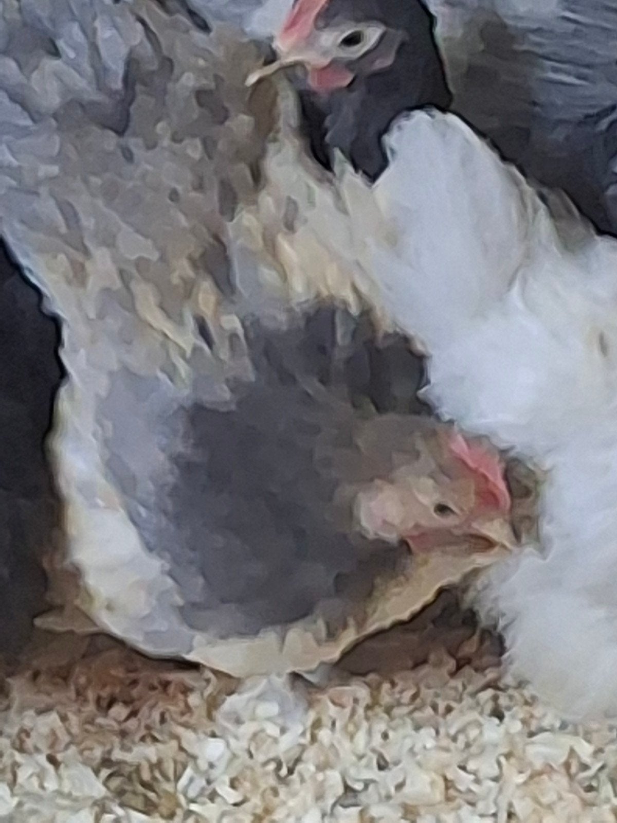 Trio cochin krielen  te koop! Jonge dieren!, Dieren en Toebehoren, Pluimvee, Meerdere dieren, Kip