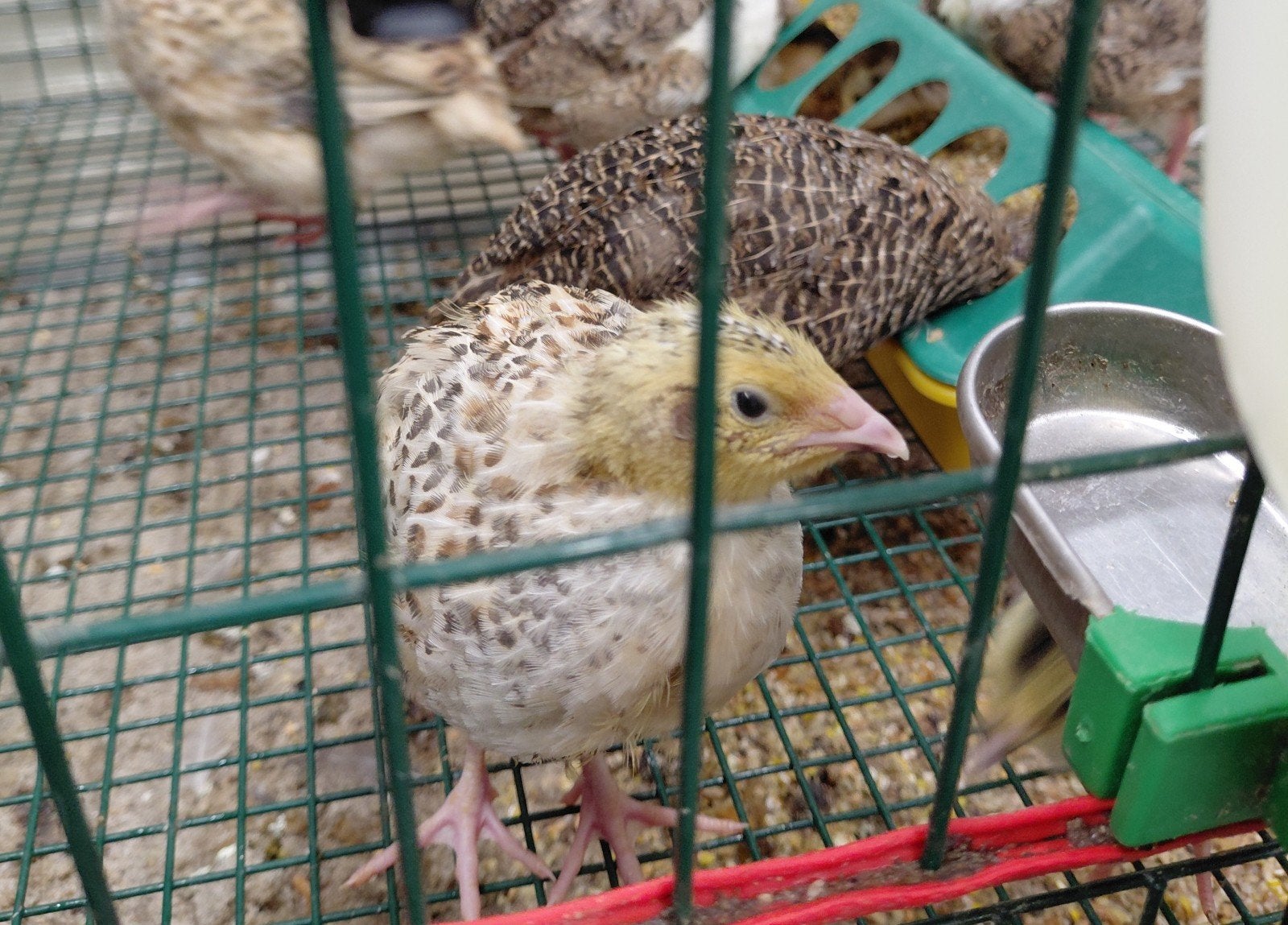 Te koop: mooie japanse kwartels, Dieren en Toebehoren, Vogels | Overige Vogels, Geslacht onbekend