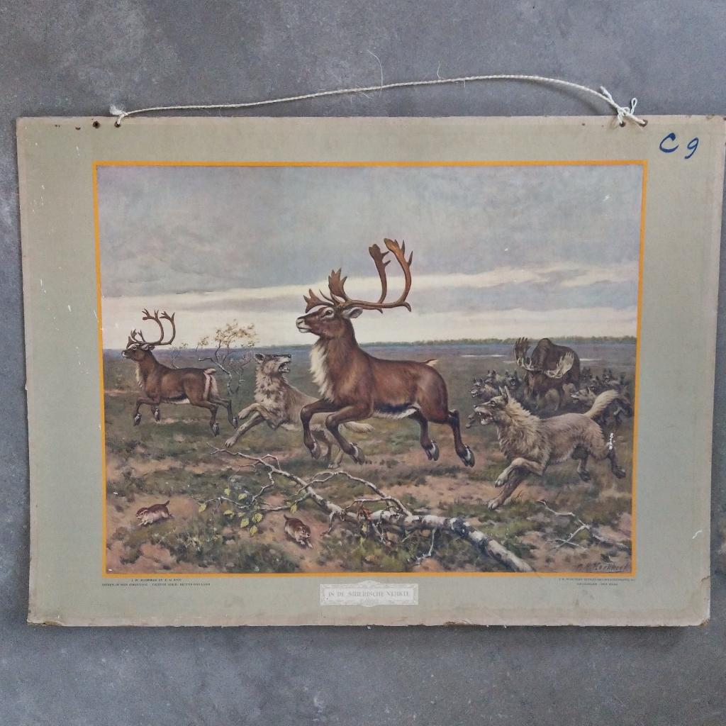 Schoolplaat In de Siberische vlakte – Koekkoek – 1924, Antiek en Kunst, Antiek | Schoolplaten, Ophalen of Verzenden, Natuur en Biologie