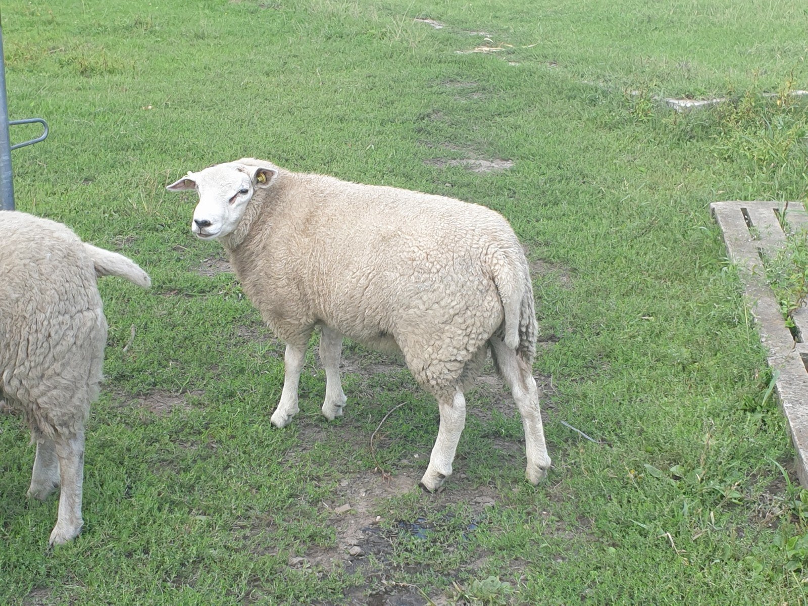 te koop goede dekram, Mannelijk, Schaap, 0 tot 2 jaar
