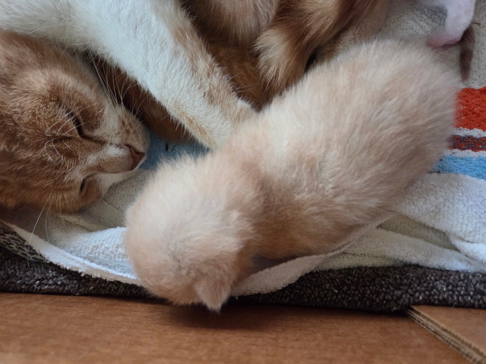 kitten gezocht, Ophalen