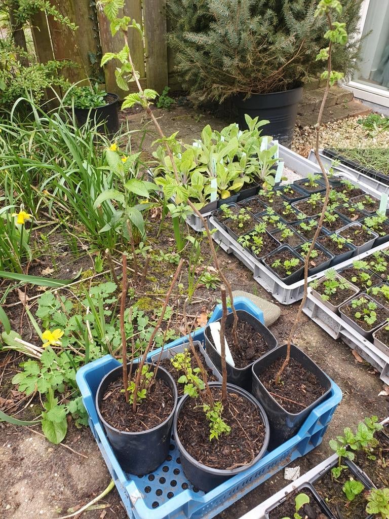 Framboos geel zomer, Ophalen of Verzenden, Minder dan 100 cm, Overige soorten, Zomer