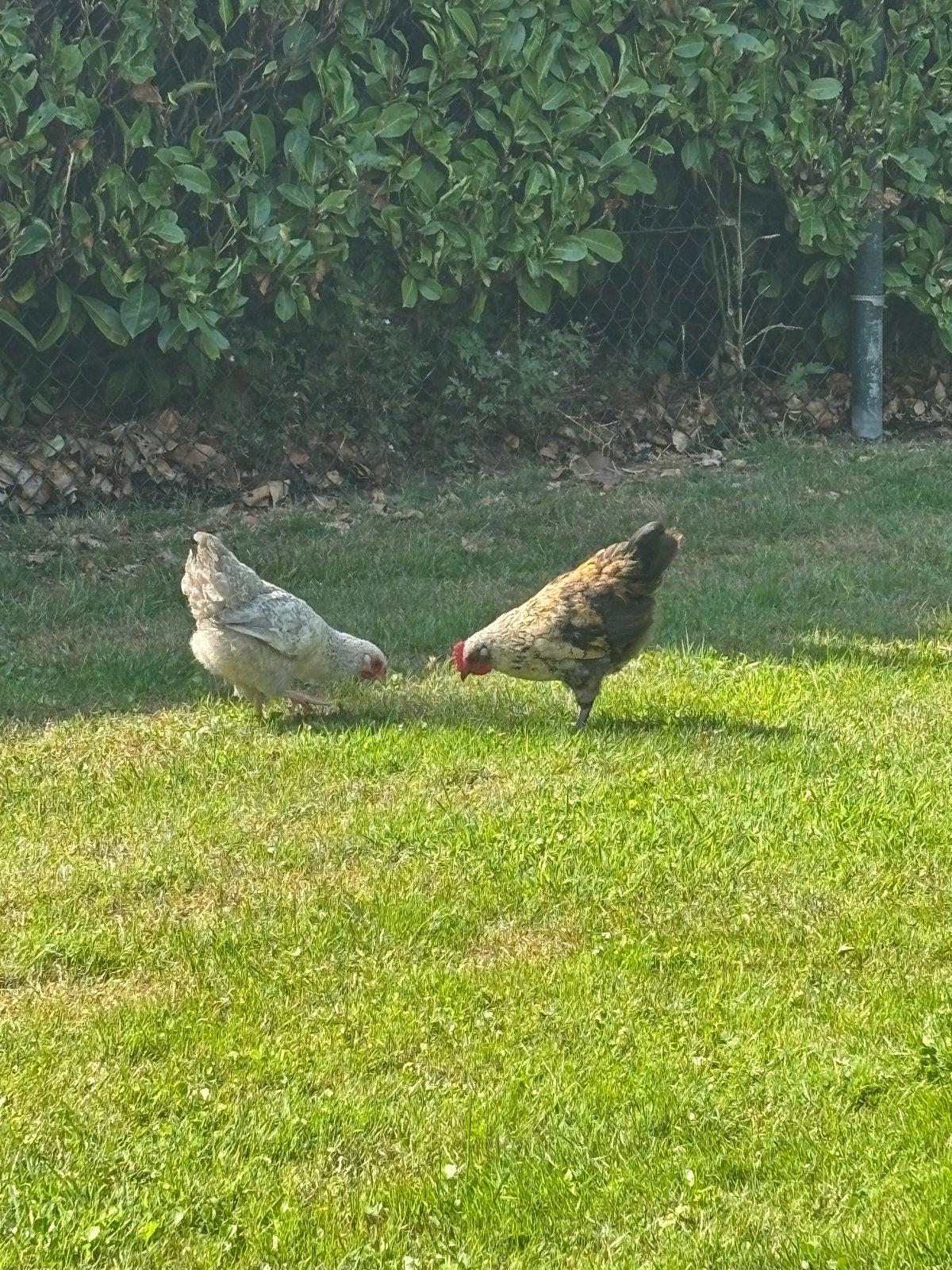 Krielhaan 12 weken oud klaar opzoek naar een nieuwe plek, Dieren en Toebehoren, Pluimvee, Kip