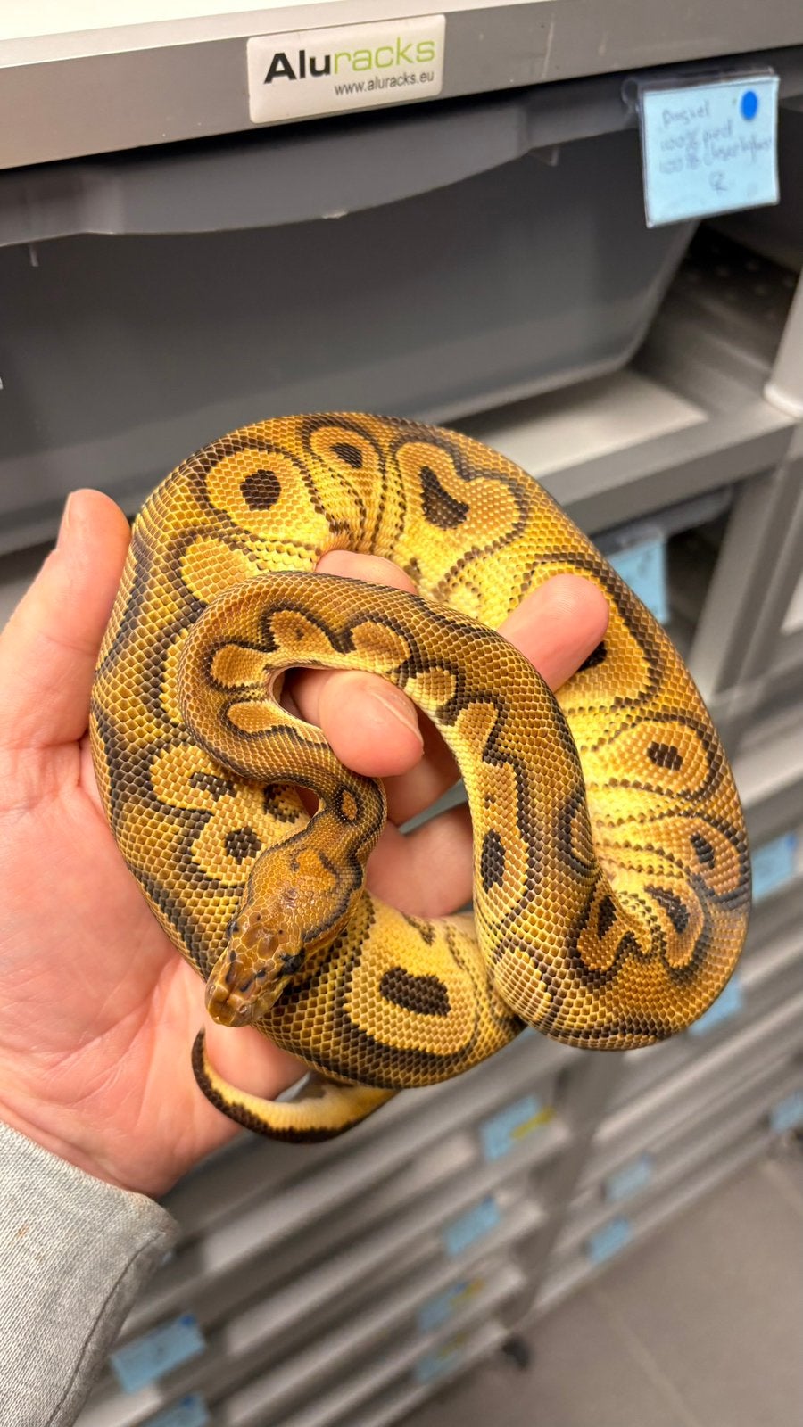 Orange dream black pastel clown ball python Ball Python photo 2