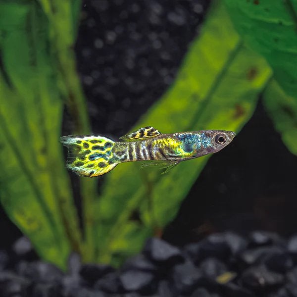 Tiger Endler guppys, Dieren en Toebehoren, Vis
