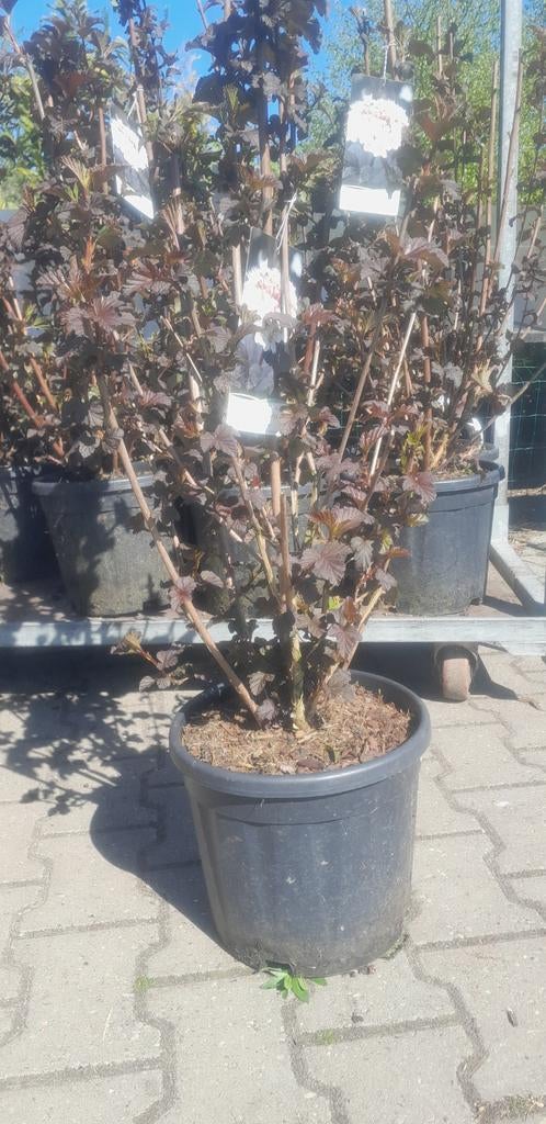Physocarpus opulifolius 'Diabolo'  Blaasspirea, Tuin en Terras, Planten | Tuinplanten, Ophalen, Overige soorten, Volle zon